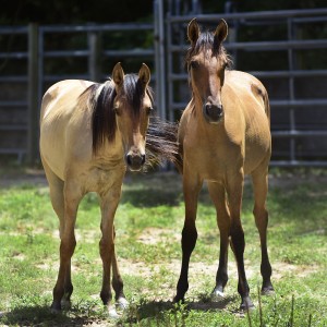 Horses