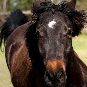 Horses