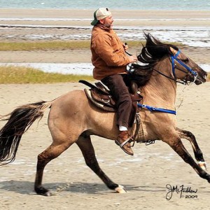 Horses