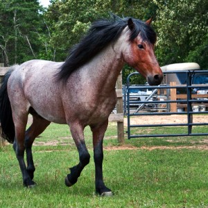 Horses