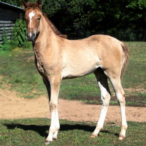 Horses