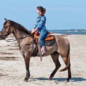 Horses