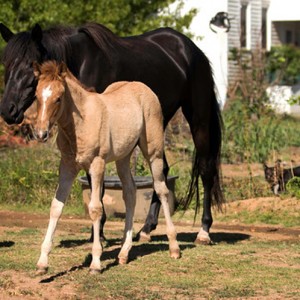 Horses