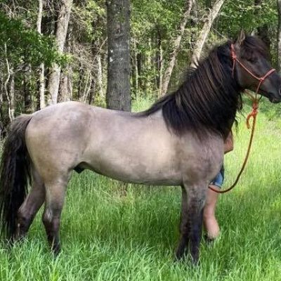 Stallions Standing at Stud