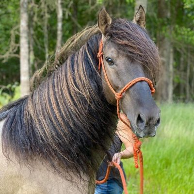Stallions Standing at Stud